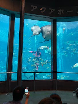 下田海中水族館に投稿された画像（2023/4/30）