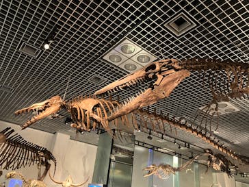 国立科学博物館に投稿された画像（2023/4/30）