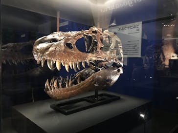 特別展「恐竜博2023」に投稿された画像（2023/4/30）
