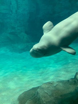 名古屋港水族館に投稿された画像（2023/4/30）
