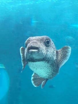 沖縄美ら海水族館に投稿された画像（2023/4/30）