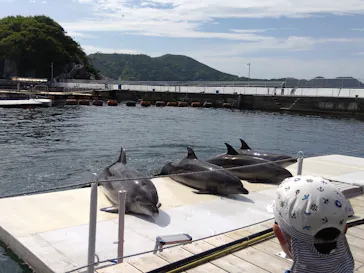 うみたま体験パーク 「つくみイルカ島」に投稿された画像（2023/4/30）