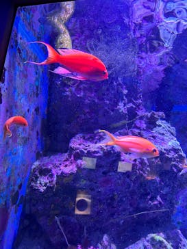 沖縄美ら海水族館に投稿された画像（2023/4/30）