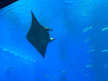 沖縄美ら海水族館に投稿された画像（2023/4/30）