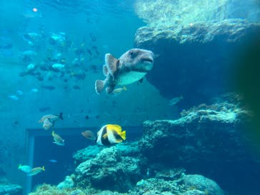 沖縄美ら海水族館に投稿された画像（2023/4/30）