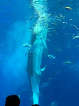 沖縄美ら海水族館に投稿された画像（2023/4/30）