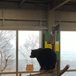 のぼりべつクマ牧場に投稿された画像（2023/4/30）