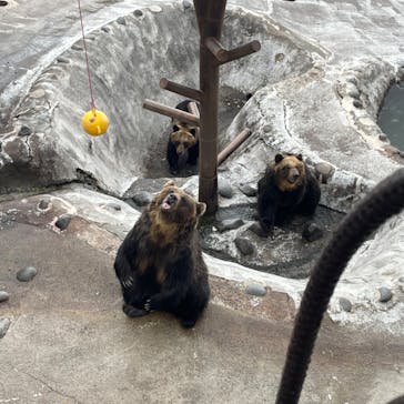 のぼりべつクマ牧場に投稿された画像（2023/4/30）