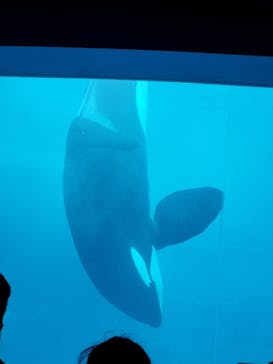 名古屋港水族館に投稿された画像（2023/4/30）
