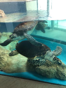 大分マリーンパレス水族館 「うみたまご」に投稿された画像（2023/4/30）