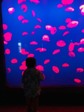 大分マリーンパレス水族館 「うみたまご」に投稿された画像（2023/4/30）