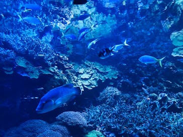 大分マリーンパレス水族館 「うみたまご」に投稿された画像（2023/4/30）