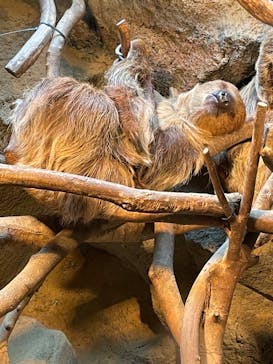 伊豆シャボテン動物公園に投稿された画像（2023/4/30）