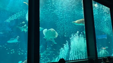 マリンワールド海の中道に投稿された画像（2023/4/30）