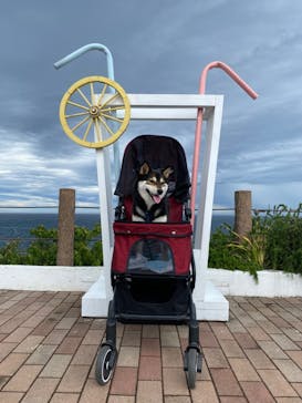 ニューヨークランプミュージアム＆フラワーガーデンに投稿された画像（2023/4/30）