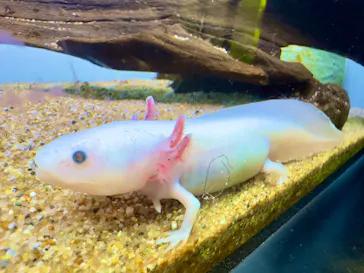 サンシャイン水族館に投稿された画像（2023/4/30）