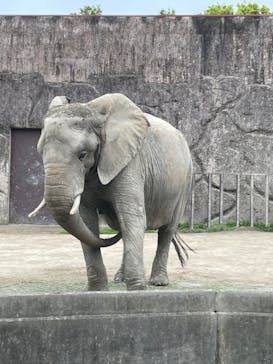 東武動物公園に投稿された画像（2023/4/30）