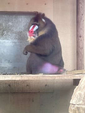 東武動物公園に投稿された画像（2023/4/30）
