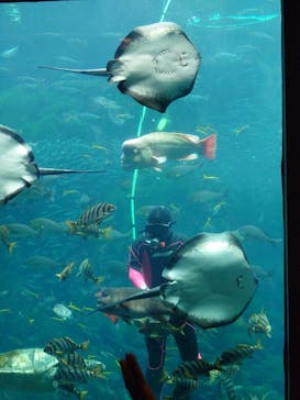 下田海中水族館に投稿された画像（2023/4/30）