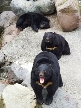 奥飛騨クマ牧場に投稿された画像（2023/4/30）