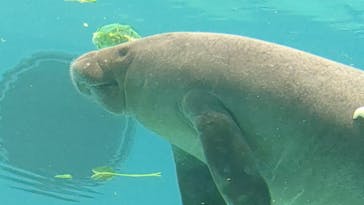 沖縄美ら海水族館に投稿された画像（2023/4/30）