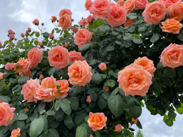 ひらかたパークに投稿された画像（2023/4/30）