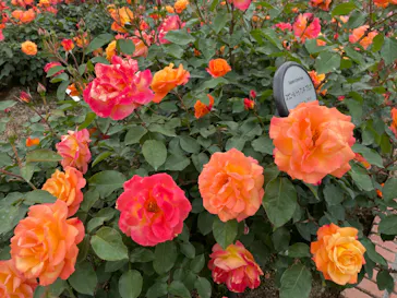 ひらかたパークに投稿された画像（2023/4/30）