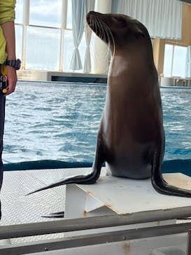 アクアワールド茨城県大洗水族館に投稿された画像（2023/4/30）
