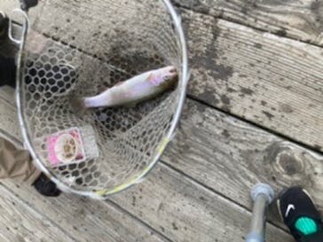 大安トラウトレイクに投稿された画像（2023/4/30）