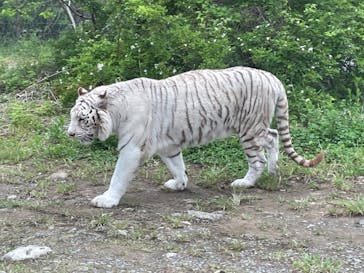 群馬サファリパークに投稿された画像（2023/4/30）