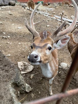 群馬サファリパークに投稿された画像（2023/4/30）