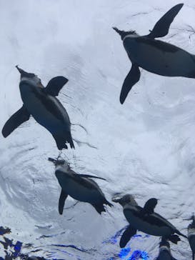 サンシャイン水族館に投稿された画像（2023/4/30）