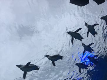 サンシャイン水族館に投稿された画像（2023/4/30）