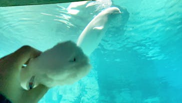 名古屋港水族館に投稿された画像（2023/4/30）