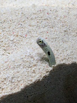 マリンワールド海の中道に投稿された画像（2023/4/30）