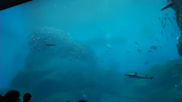 仙台うみの杜水族館に投稿された画像（2023/4/30）