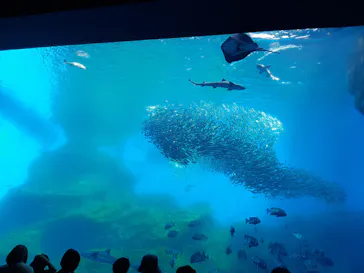 仙台うみの杜水族館に投稿された画像（2023/4/30）