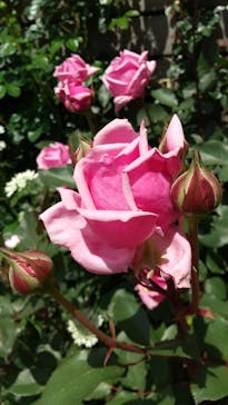 横浜イングリッシュガーデンに投稿された画像（2023/4/30）