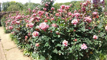 横浜イングリッシュガーデンに投稿された画像（2023/4/30）