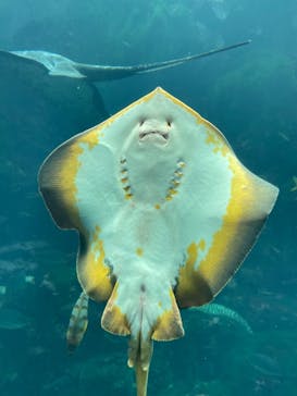 下田海中水族館に投稿された画像（2023/4/30）