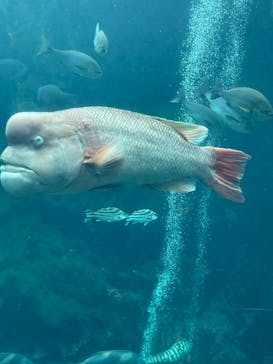 下田海中水族館に投稿された画像（2023/4/30）
