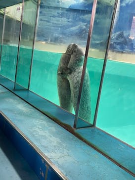 下田海中水族館に投稿された画像（2023/4/30）