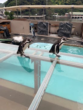 下田海中水族館に投稿された画像（2023/4/30）