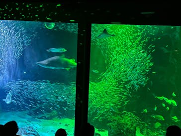 マリンワールド海の中道に投稿された画像（2023/4/30）