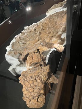 特別展「恐竜博2023」に投稿された画像（2023/5/1）