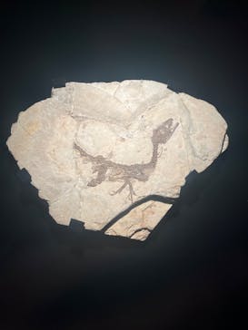 特別展「恐竜博2023」に投稿された画像（2023/5/1）