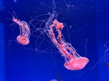 新江ノ島水族館に投稿された画像（2023/5/1）