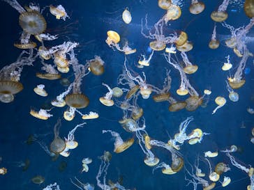 新江ノ島水族館に投稿された画像（2023/5/1）