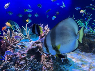 新江ノ島水族館に投稿された画像（2023/5/1）