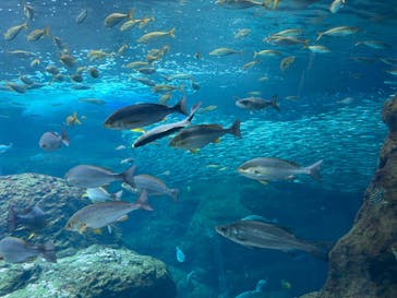 新江ノ島水族館に投稿された画像（2023/5/1）